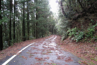 将軍川林道 将軍川林道