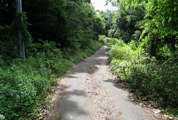 槇山への道 槇山への道