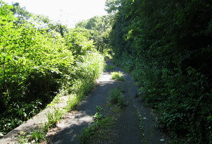 鳥越高原林道 鳥越高原林道