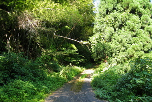 鳥越高原林道 鳥越高原林道