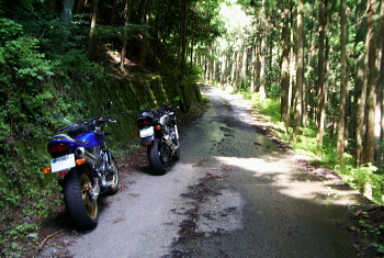 武木小川林道 武木小川林道