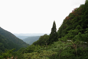 河合谷林道 河合谷林道