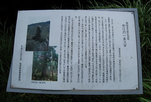 中江の一本スギ 中江の一本スギ
