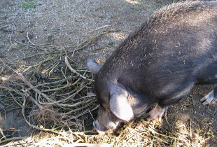 ふるる はな ふるる はな