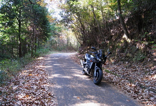 市後谷林道 - 2008年12月 市後谷林道 - 2008年12月