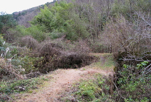 下音羽川沿いの道 下音羽川沿いの道